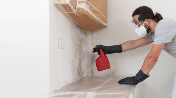 Professional Basement Mold Remediation technician working in Burlington, KY