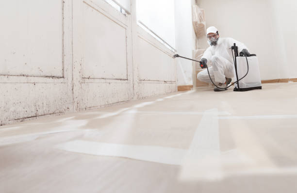 24/7 Emergency Basement Mold Remediation experts in Burlington, KY