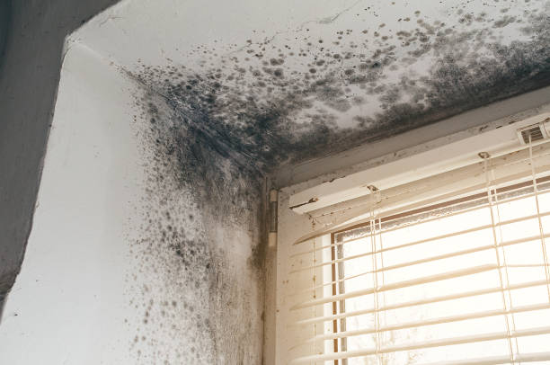 Affordable Basement Mold Remediation solutions in Burlington, KY