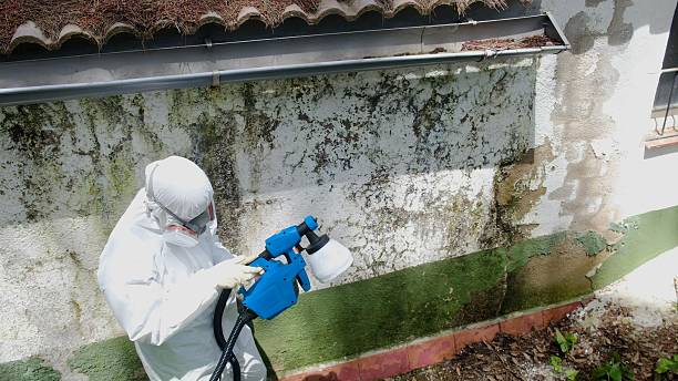 Top rated local Basement Mold Remediation specialists in Burlington, KY